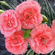 Dianthus SCENT FIRST™ Romance (72 plugs per tray) PP21843