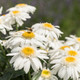 Leucanthemum xsuperbum Sweet Daisy Birdy (72 plugs per tray) PP32774