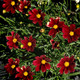 Coreopsis Lil Bang™ Red Elf  (72 plugs per tray) PP27918