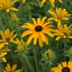 Rudbeckia x Glitters Like Gold (72 plugs per tray) PP30933