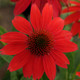 Echinacea Sombrero® Salsa Red (72 plugs per tray) PP23105