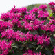 Monarda Bee You™ Bee-True (72 plugs per tray) PP29079