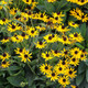 Rudbeckia fulgida Little Goldstar  (72 plugs per tray) PP22397