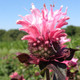 Monarda Bee You™ Bee-Lieve (72 plugs per tray) PP29078