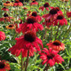 Echinacea Butterfly™ Postman (72 plugs per tray) PP28524
