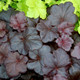 Heuchera Obsidian  (72 plugs per tray) PP14836
