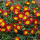 Delosperma Wheels of Wonder® Fire Wonder  (72 plugs per tray) PP25645