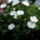Stokesia laevis Divinity (50 plugs per tray) PP26164