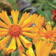 Coreopsis x Jethro Tull (50 plugs per tray) PP18789