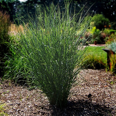 Panicum virgatum Cloud Nine (38 plug tray) liners from Santa Rosa