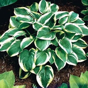 citrus plants list Green Dews Fertilizer For Lemon Plant Organic Granules To Boost More F main image 0