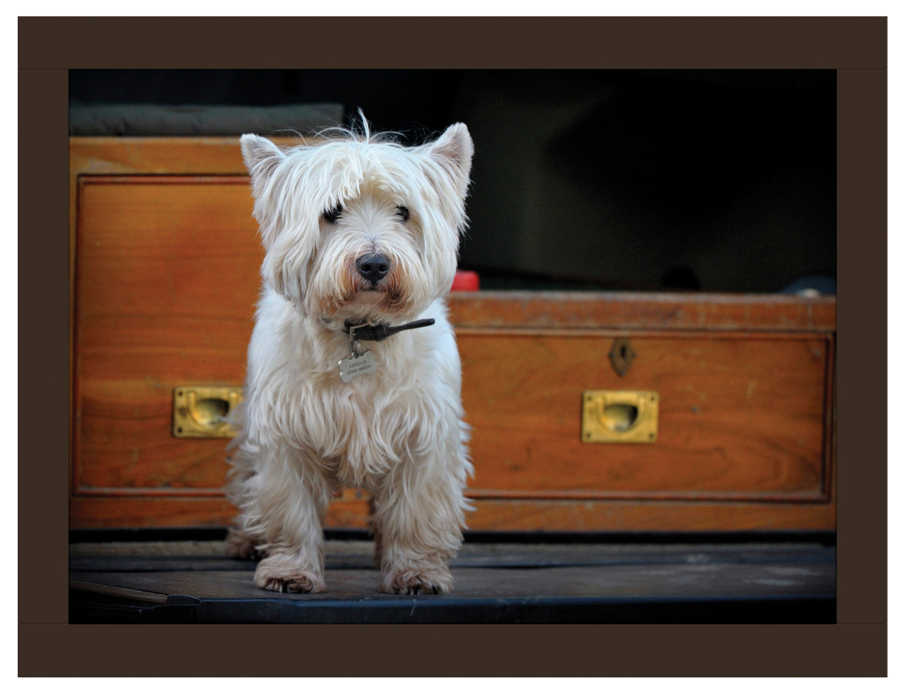 Westie sales lap tray