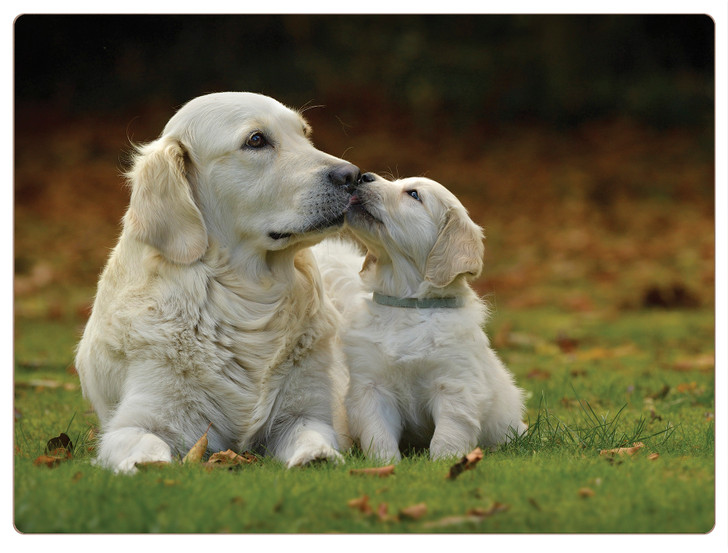 iStyle Golden Retrievers Placemats Rural Roots Set 4