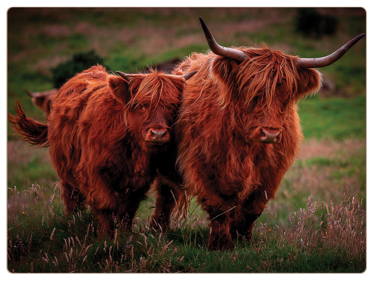 iStyle Highland Cows Placemats Rural Roots Set 4