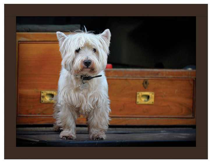 iStyle Westie Roadtrip Lap Tray Rural Roots