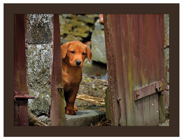 iStyle Fox Red Lab Lap Tray Rural Roots