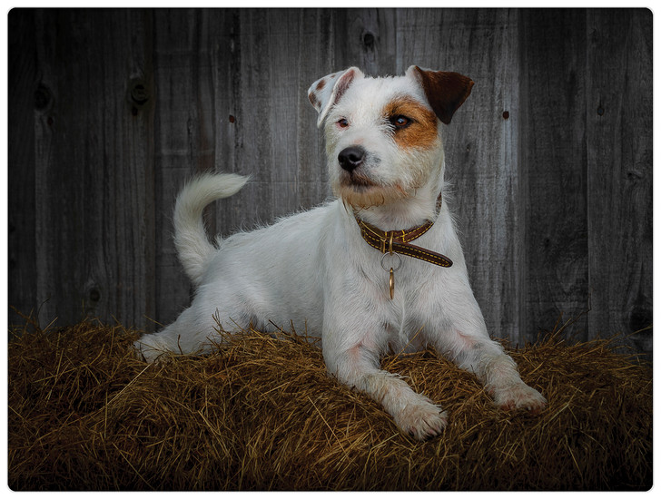 iStyle Jack Russell Worktop Saver Rural Roots