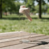 A drink bottle with a clear body and a beige lid, featuring a handle, set on a wooden table in a grassy area.