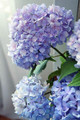 Paint by Numbers - Happily Hydrangea