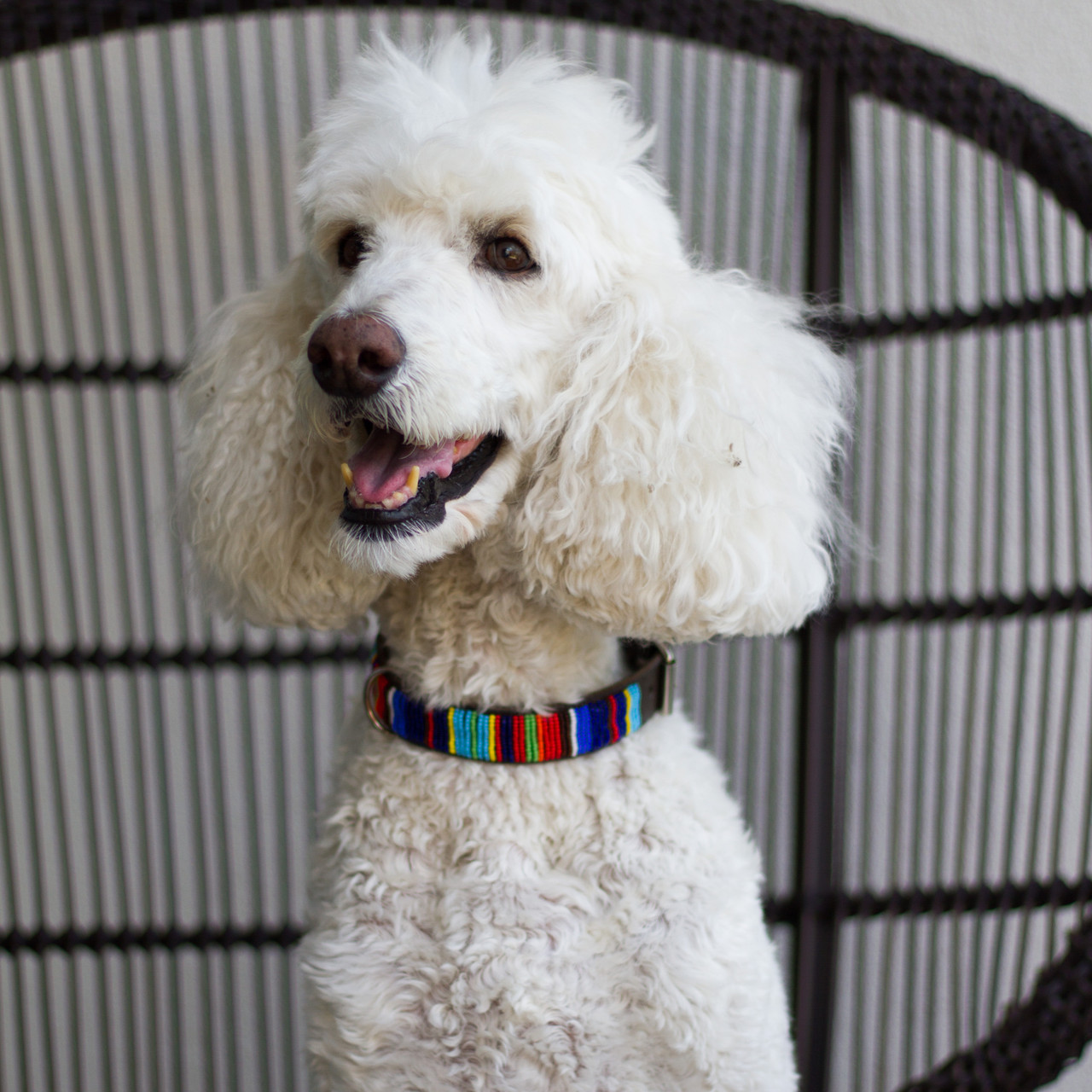 Hand Beaded Leather Dog Collar Hearth Soul