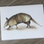 Armadillo Card