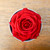 Preserved Rose - Round Box