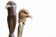 Bronze Bald Eagle Fireplace Poker