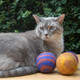 Our felt balls are a favorite of cats and dogs alike! Come assorted. 