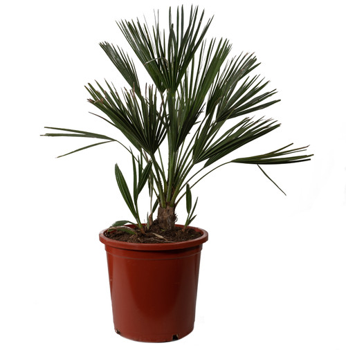 Chamaerops Humilis 30 cm