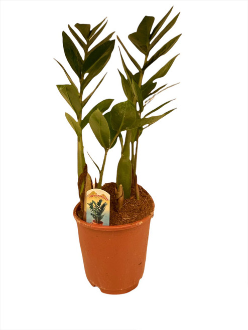 Zamioculcas Zamiifolia IND2032