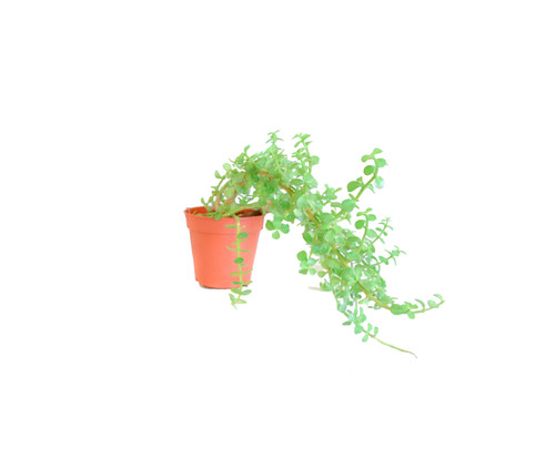 Crassula Ovata OUD1075