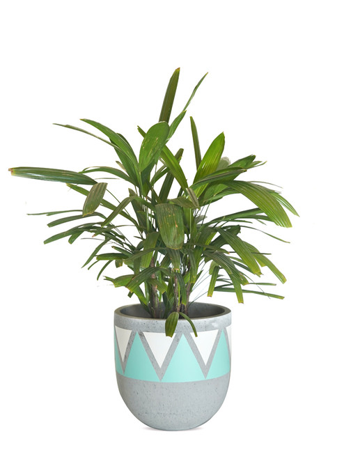 Rhapis excelsa on Turquoise Cement Painted pot