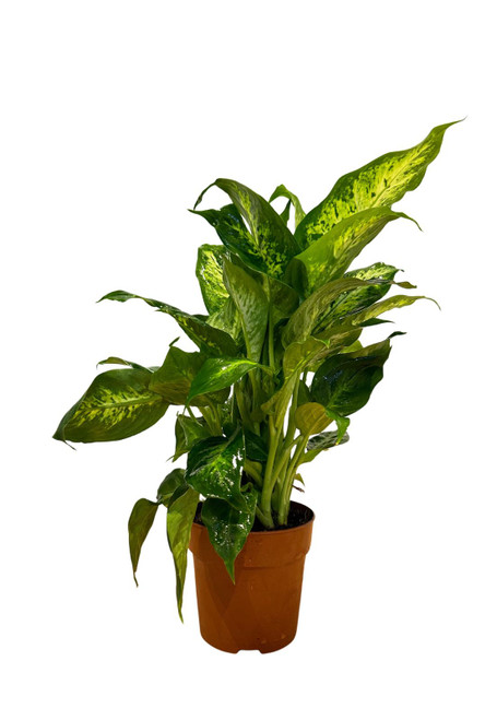 Dieffenbachia Compacta