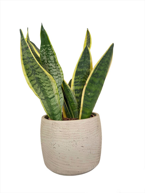 Sansevieria Trifasciata on Round cement Grey