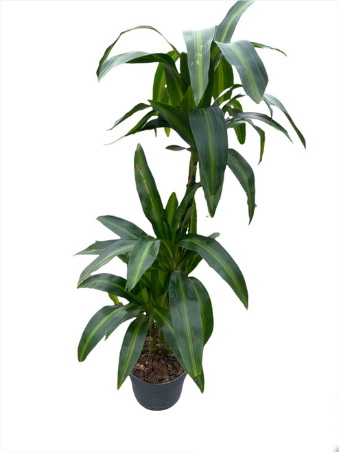 Dracaena dermensis Hawailan Sunshine