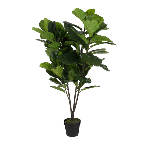 Ficus lyrata in pot green
