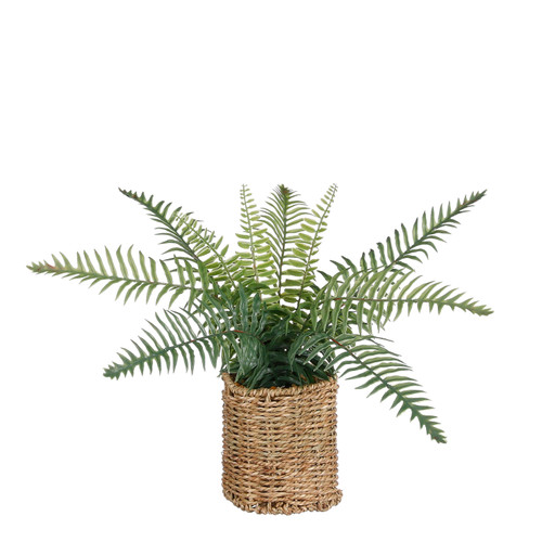 Fern