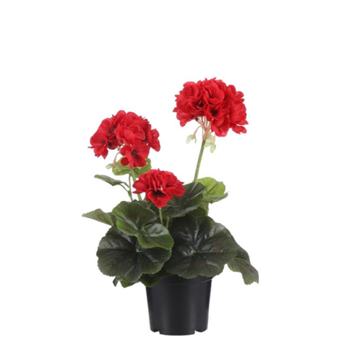 Geranium Red