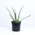 Aloevera Bundle