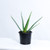 Aloevera Bundle
