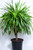 Dracaena Draco CH
