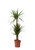 Dracaena marginata 25cm