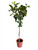 Ficus Lyrata