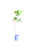 Ficus Lyrata IND2197
