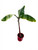 Musa Acuminata Red Dacca (Platano Rojo)