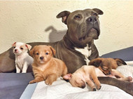 Chihuahua Rescue Puppies & Their Pit Bull Foster Mom