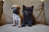 A Floofer Meets a Pooper