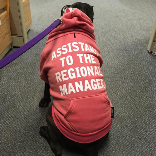 Urban Suburban Apparel ASSISTANT TO THE REGIONAL MANAGER Fleece Dog Zip-Up Hoody 35