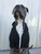 KING Fleece Dog Zip-Up Hoodie