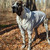 Urban Suburban Apparel Fleece Dog Zip-Up Hoody 35